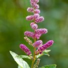 Steeplebush  1000 Seeds  Spiraea tomentosa