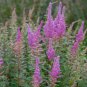 Steeplebush  1000 Seeds  Spiraea tomentosa