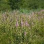 Steeplebush  1000 Seeds  Spiraea tomentosa