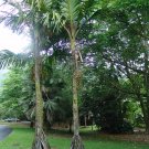 Seychelles Stilt Palm 2 Seeds Verschaffeltia splendida Seychelles Stilt Palm 2 Seeds Verschaffeltia splendida
