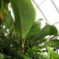Seychelles Stilt Palm 2 Seeds Verschaffeltia splendida