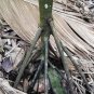 Seychelles Stilt Palm 2 Seeds Verschaffeltia splendida