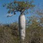 Silver Madagascar Palm 25 Seeds Pachypodium geayi