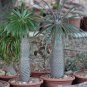 Silver Madagascar Palm 25 Seeds Pachypodium geayi