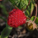 Strawberry 100 Seeds Fragaria virginiana Strawberry 100 Seeds Fragaria virginiana