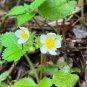Strawberry 100 Seeds Fragaria virginiana