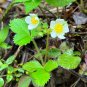 Strawberry 100 Seeds Fragaria virginiana