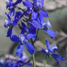 Nuttall’s larkspur  200 Seeds  Delphinium nuttallianum