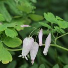 Allegheny Vine Adlumia fungosa 25 Seeds Allegheny Vine Adlumia fungosa 25 Seeds