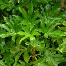 Japanese Aralia Fatsia japonica 20 Seeds Japanese Aralia Fatsia japonica 20 Seeds