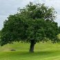 Texas Ash 100 Seeds Fraxinus texensis