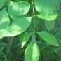 Texas Ash 100 Seeds Fraxinus texensis