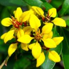 Golden Thryallis Galphimia gracilis 20 Seeds Golden Thryallis Galphimia gracilis 20 Seeds
