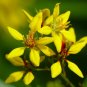 Golden Thryallis Galphimia gracilis 20 Seeds