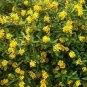Golden Thryallis Galphimia gracilis 20 Seeds