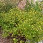 Golden Thryallis Galphimia gracilis 20 Seeds