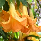 Orange Angel's Trumpet Brugmansia suaveolens 5 Seeds Orange Angel's Trumpet Brugmansia suaveolens 5 Seeds