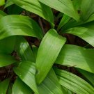 Wild Leek Allium tricoccum 100 Seeds Wild Leek Allium tricoccum 100 Seeds