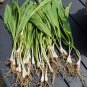 Wild Leek Allium tricoccum 100 Seeds