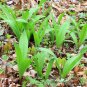 Wild Leek Allium tricoccum 100 Seeds