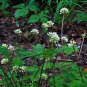 Wild Leek Allium tricoccum 100 Seeds