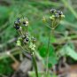 Wild Leek Allium tricoccum 100 Seeds