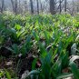 Wild Leek Allium tricoccum 100 Seeds