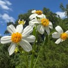 Spanish Needles 100 Seeds Bidens pilosa Spanish Needles 100 Seeds Bidens pilosa