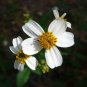 Spanish Needles  100 Seeds  Bidens pilosa