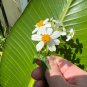 Spanish Needles  100 Seeds  Bidens pilosa