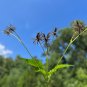 Spanish Needles  100 Seeds  Bidens pilosa
