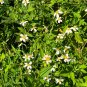 Spanish Needles  100 Seeds  Bidens pilosa