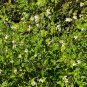 Spanish Needles  100 Seeds  Bidens pilosa