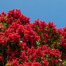 Long John Triplaris cumingiana 10 Seeds Long John Triplaris cumingiana 10 Seeds