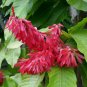 Long John Triplaris cumingiana 10 Seeds