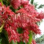 Long John Triplaris cumingiana 10 Seeds