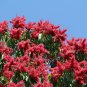 Long John Triplaris cumingiana 10 Seeds