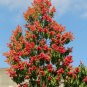 Long John Triplaris cumingiana 10 Seeds