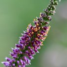 False Indigo Bush Amorpha fruticosa 100 Seeds False Indigo Bush Amorpha fruticosa 100 Seeds