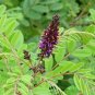 False Indigo Bush Amorpha fruticosa 100 Seeds