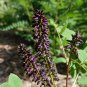 False Indigo Bush Amorpha fruticosa 100 Seeds