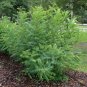 False Indigo Bush Amorpha fruticosa 100 Seeds