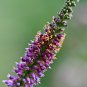 False Indigo Bush Amorpha fruticosa 100 Seeds