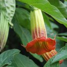 Red Angel's Trumpet   5 Seeds  Brugmansia sanguinea