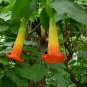 Red Angel's Trumpet 5 Seeds Brugmansia sanguinea