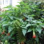 Red Angel's Trumpet 5 Seeds Brugmansia sanguinea