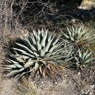 Parry’s Agave  20 Seeds  Agave parryi