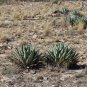 Parry&acirc;��s Agave  20 Seeds  Agave parryi