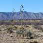 Parry&acirc;��s Agave  20 Seeds  Agave parryi