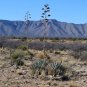 Parry&acirc;��s Agave  20 Seeds  Agave parryi